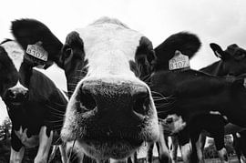 Curious cow by Jessica Berendsen