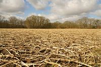 Boerenverdriet, aardappelveld na de winter.
