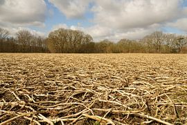 Landwirt, Kartoffelfeld nach dem Winter. von Fred van Schaagen
