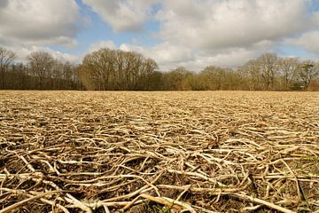 Béguin d'un agriculteur, champ de pommes de terre après l'hiver. sur Fred van Schaagen