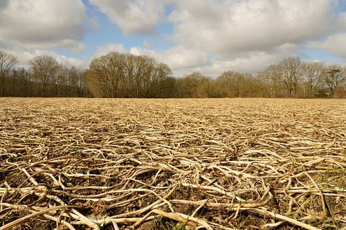 Béguin d'un agriculteur, champ de pommes de terre après l'hiver.