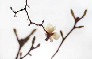 Bloesem in de lente van Chihong