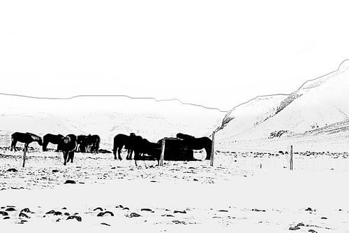Pferde im Schnee
