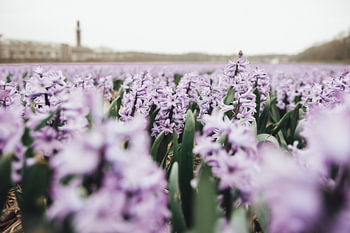 Pastel kleurige Hyachinten in veld | Botanische fotografie | Nederland, Europa