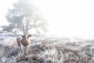 Koe in de mist.  van Rens Zwanenburg