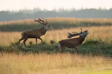 Stags... Red Deer *Cervus elaphus* during rut van wunderbare Erde