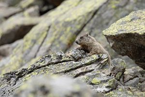 Marmot van Steffie van der Putten