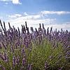 Lavendel velden van Kramers Photo