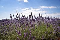 Lavendel velden