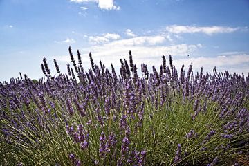 Lavender fields by Kramers Photo
