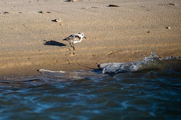 Strandloper op strand Texel van JeVois NL Lesley Voois