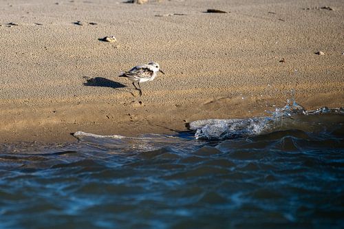 Bécasseau sur la plage de Texel