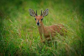 Steinbock-Antilope