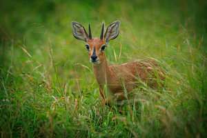 Steenbok Antilope