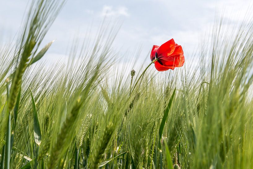 Klaproos von Henk Verheyen