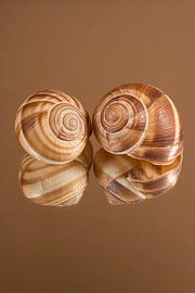 Together: Two escargots in warm shades of brown by Marjolijn van den Berg