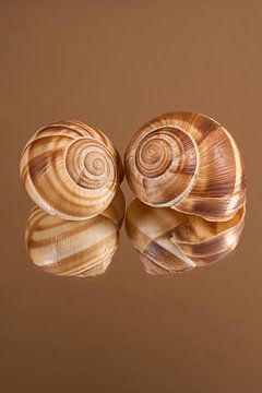 Samen: Twee escargots in warme bruintinten van Marjolijn van den Berg
