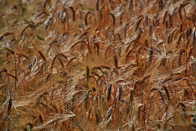 Céréales mûres par Edgar Schermaul