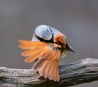 Orange fan
