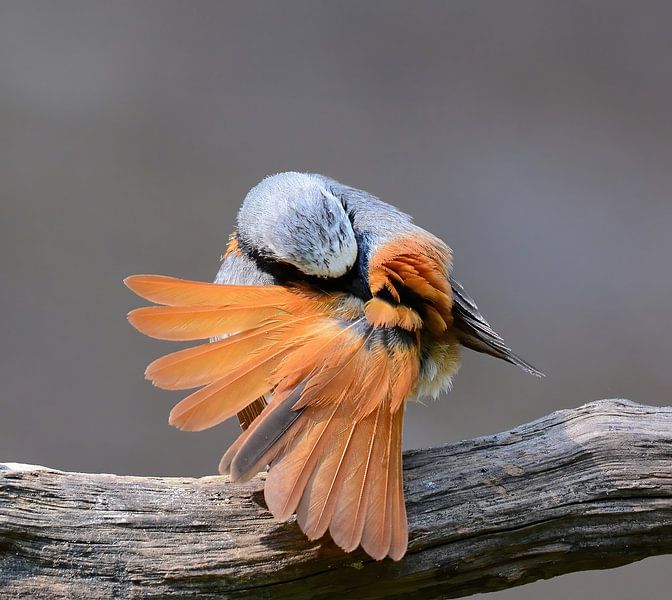 Orangefarbener Ventilator von Zeno Swijtink