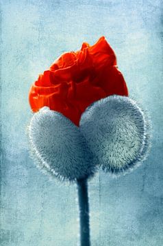 Poppy by Violetta Honkisz