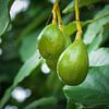 Avocado Dreams – Frucht des Lebens aus Mexiko von NZME Photography