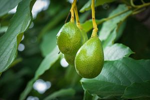 Avocado Dreams - Le fruit de la vie du Mexique
