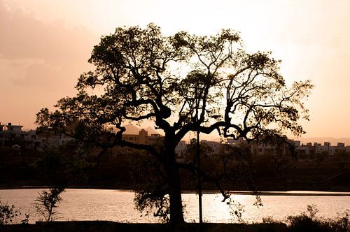 Silhouette boom in het gouden uur van Charlotte MM