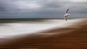 Das Meer und die Möwe