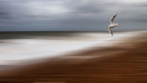 La mer et la mouette