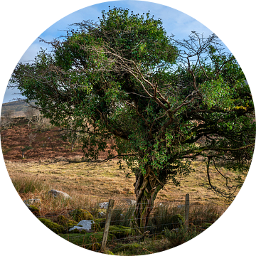 Mooie sprookjesachtige boom in Ierland