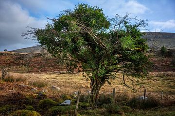 Mooie sprookjesachtige boom in Ierland van Bo Scheeringa Photography