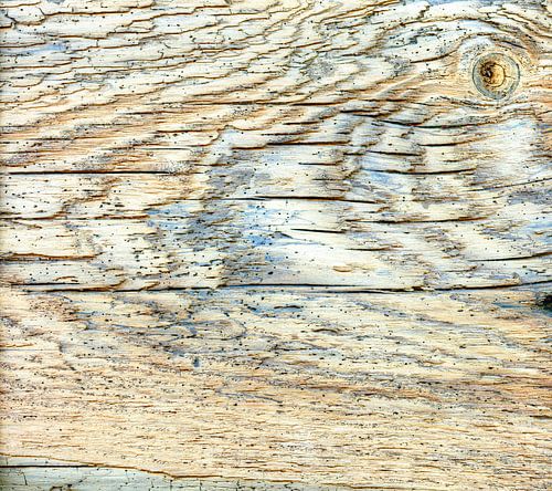 Oberflächenstruktur eines  alten Treibholzes mit Holzauge