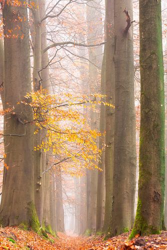 Doorkijk in mistig bos.