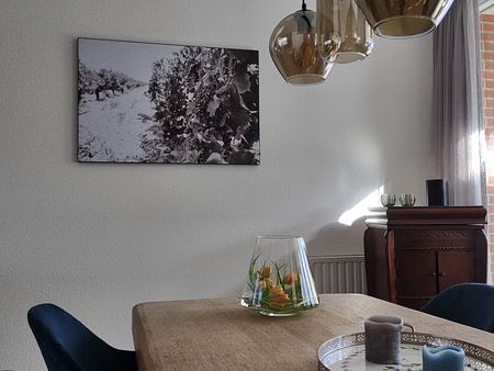 Reben in Südfrankreich schwarz-weiß