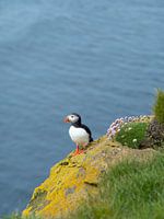 Puffin on a rock with moss and flowers in Látrabjarg, Iceland
