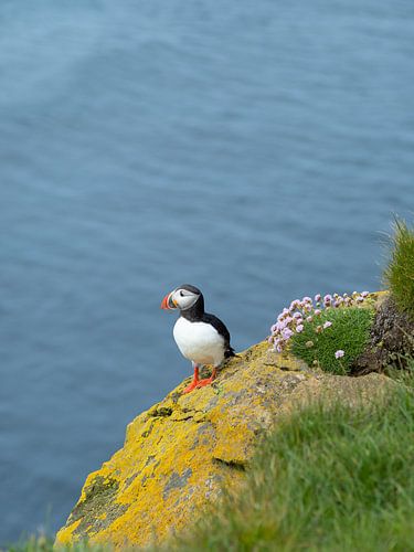Puffin op een rots met mos en bloemen in Látrabjarg, IJsland