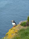 Puffin on a rock with moss and flowers in Látrabjarg, Iceland by Teun Janssen thumbnail