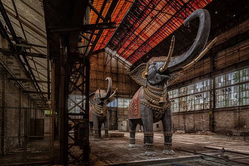 Elephants in an abandoned factory in France