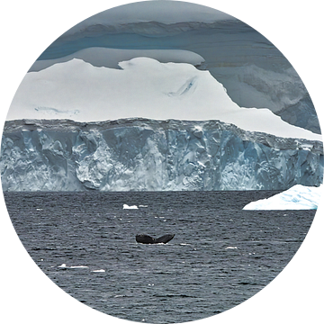 Bultrug walvis voor de ijskap in Antarctica van Kai Müller