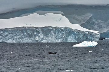 Bultrug walvis voor de ijskap in Antarctica van Kai Müller