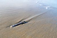 Shell on the beach
