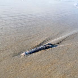 Muschel am Strand von Richard Gilissen