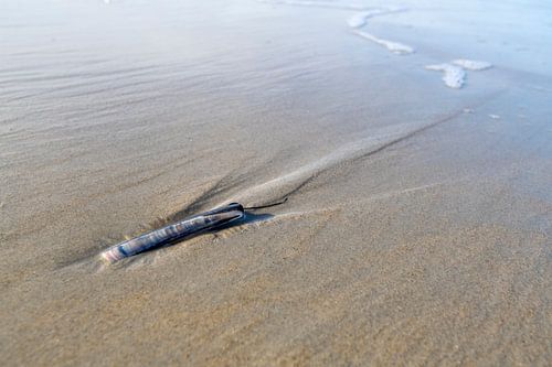 Coquillage sur la plage sur Richard Gilissen