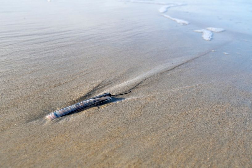 Muschel am Strand von Richard Gilissen