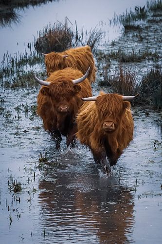 Scottish Highlanders in the Biesbosch