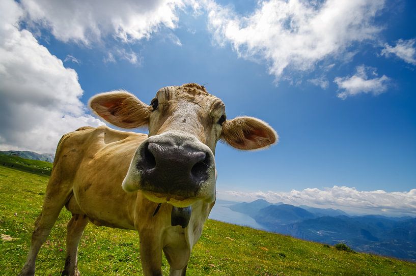 Vache heureuse par Denis Feiner
