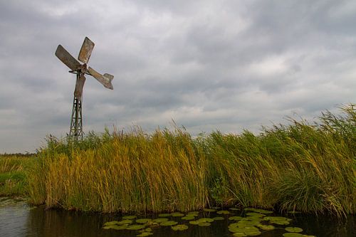 Windmolen in de weerribben