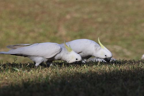 Sulphur-Crested Cockatoo (Cacatua galerita), Queensland, Australië