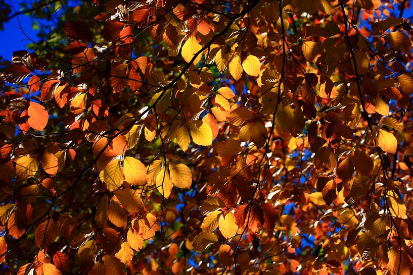 Buche von Thomas Jäger